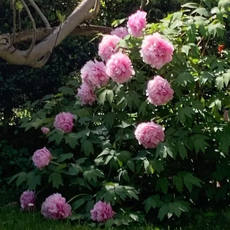 Golden Ravenna- Large In Center